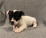 Small #9 Jack Russell Terrier