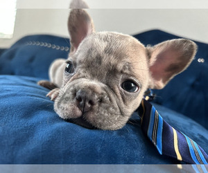 French Bulldog Puppy for sale in DALLAS, TX, USA