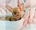 Small #2 Chihuahua