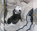 Small Photo #5 American Bulldog Puppy For Sale in CALDWELL, ID, USA