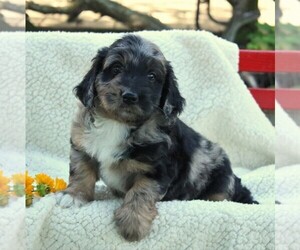 Aussiedoodle Miniature  Puppy for sale in GAP, PA, USA