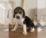 Small #6 Beagle