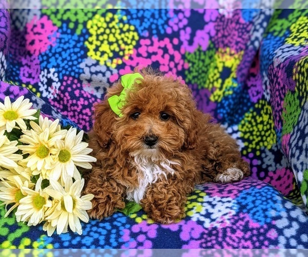 Medium Photo #6 Poodle (Miniature) Puppy For Sale in RISING SUN, MD, USA
