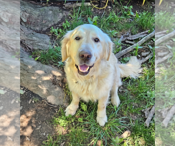Medium Photo #2 Golden Retriever Puppy For Sale in Grovertown, IN, USA