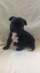 French Bulldog Puppy for sale in POWHATAN, VA, USA