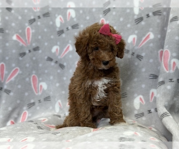Medium Photo #7 Poodle (Toy) Puppy For Sale in LAKELAND, FL, USA
