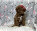 Small #6 Poodle (Toy)