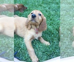 Small Photo #9 Irish Doodle Puppy For Sale in NAMPA, ID, USA