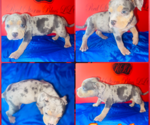 Medium American Bully