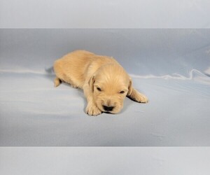 Medium Golden Retriever