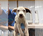 Small #1 Mutt