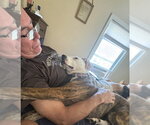 Small #7 Whippet Mix