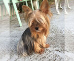 Small Photo #1 Yorkshire Terrier Puppy For Sale in DELTONA, FL, USA