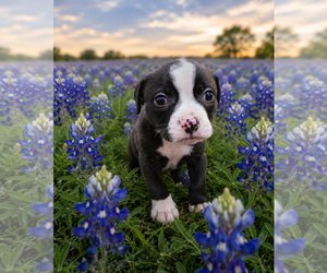 Mutt Dogs for adoption in McKinney, TX, USA
