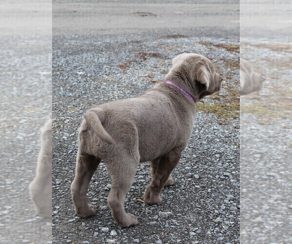 Medium Photo #12 Labrador Retriever Puppy For Sale in DEXTER, NY, USA