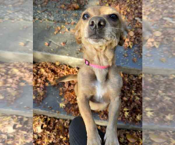 Medium Photo #3 Dachshund-Unknown Mix Puppy For Sale in Arlington, WA, USA