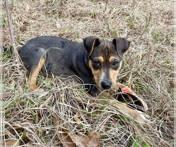 Medium Photo #4 American Pit Bull Terrier-Unknown Mix Puppy For Sale in Slidell, LA, USA