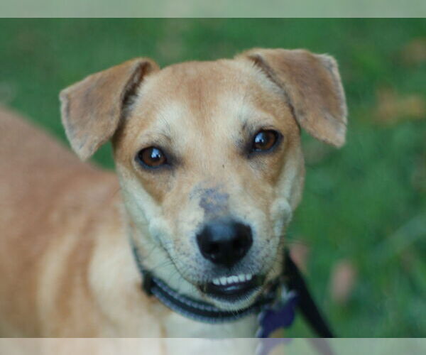 Medium Photo #9 Dorgi Puppy For Sale in Cookeville, TN, USA