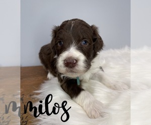 Border Collie-Poodle (Miniature) Mix Puppy for sale in CRESTON, OH, USA