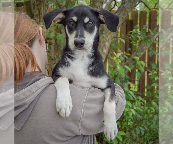 Medium Photo #5 Siberian Husky-Unknown Mix Puppy For Sale in Huntley, IL, USA