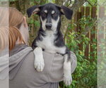 Small #4 Siberian Husky Mix