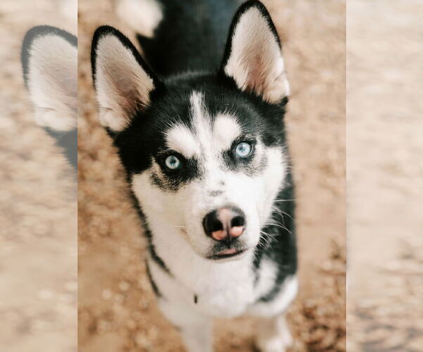 Medium Photo #1 Siberian Husky Puppy For Sale in Matawan, NJ, USA