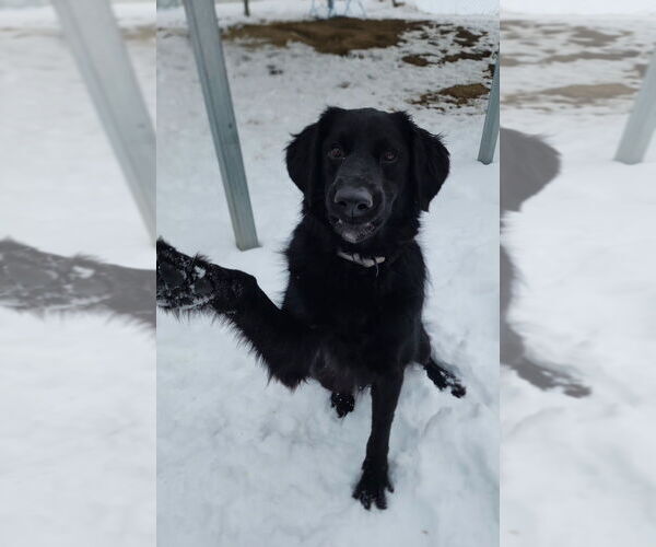 Medium Photo #4 Labrador Retriever-Unknown Mix Puppy For Sale in Evansville, IN, USA