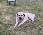 Small Photo #15 Anatolian Shepherd Puppy For Sale in LITTLE MEADOWS, PA, USA