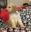 Small Photo #6 Goldendoodle Puppy For Sale in EAST ELLIJAY, GA, USA