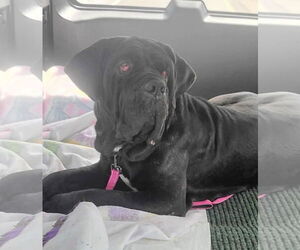 Neapolitan Mastiff Dogs for adoption in Ellisville, MO, USA