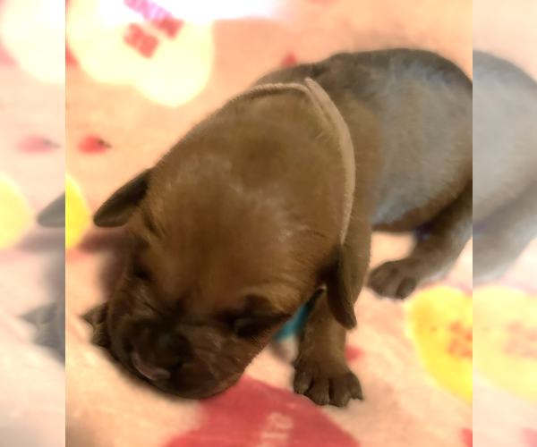 Medium Photo #6 Rhodesian Ridgeback Puppy For Sale in RIVERSIDE, CA, USA