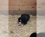 Small Photo #3 Bernese Mountain Dog Puppy For Sale in FRANKTOWN, CO, USA