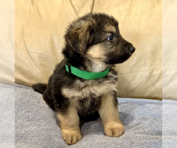 Medium Photo #7 German Shepherd Dog Puppy For Sale in BRIGHTON, CO, USA