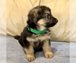 Small #6 German Shepherd Dog