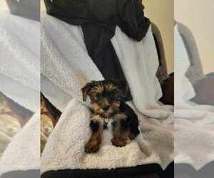 Yorkshire Terrier Puppy for sale in ALFORD, FL, USA
