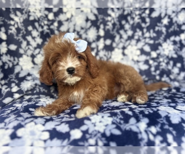 Medium Photo #5 Cavapoo Puppy For Sale in LAKELAND, FL, USA