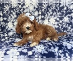 Small #4 Cavapoo
