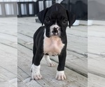 Puppy Puppy 8 Boxer