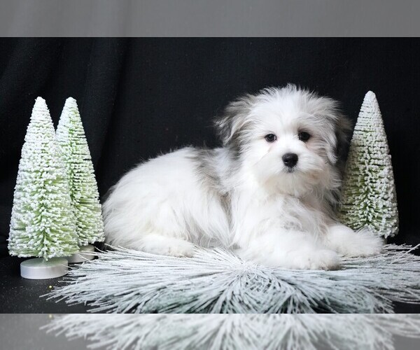 Medium Photo #4 Maltipom Puppy For Sale in ROCK VALLEY, IA, USA