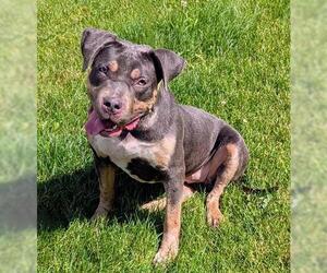 Staffordshire Bull Terrier-Unknown Mix Dogs for adoption in Akron, OH, USA