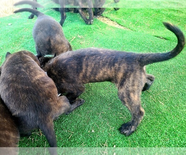 Medium Photo #9 Belgian Malinois-Dutch Shepherd Dog Mix Puppy For Sale in CALHAN, CO, USA