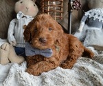 Small Photo #3 Goldendoodle Puppy For Sale in HONEY BROOK, PA, USA