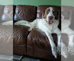 Small #4 Brittany-Colonial Cocker Spaniel Mix