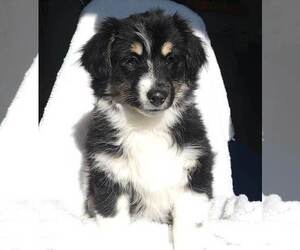 Miniature American Shepherd Puppy for sale in MYTON, UT, USA