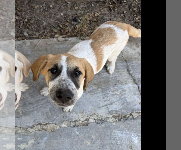 Medium Photo #5 Anatolian Shepherd-Great Pyrenees Mix Puppy For Sale in Hayward, CA, USA