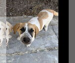 Small #4 Anatolian Shepherd-Great Pyrenees Mix