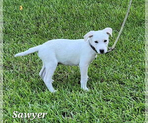 Labrador Retriever-Unknown Mix Dogs for adoption in SHERBURNE, NY, USA
