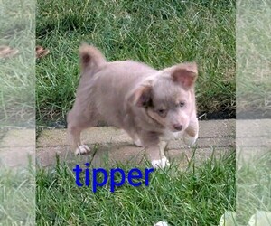 Chihuahua Puppy for sale in LEBANON, PA, USA