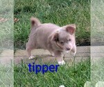Image preview for Ad Listing. Nickname: TipperACA