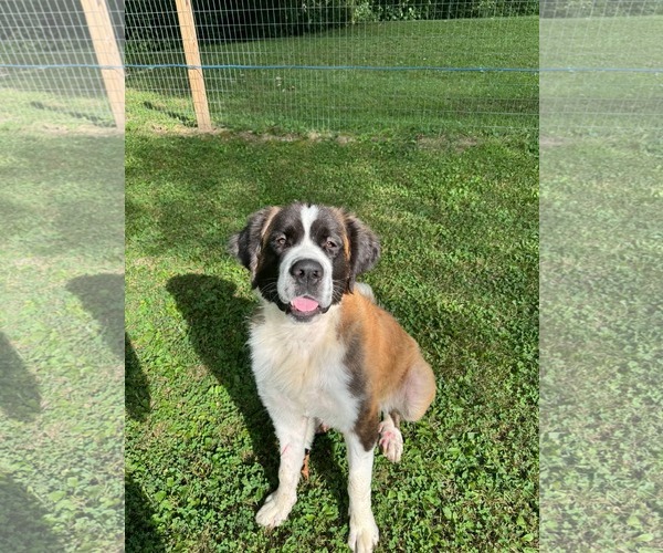 Medium Photo #3 Saint Bernard-Unknown Mix Puppy For Sale in Germantown, OH, USA